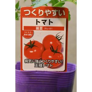 トマト 麗夏 自根苗 野菜苗 家庭菜園