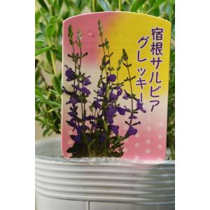 宿根サルビア グレッギーブルー 3.5号ロングポットの詳細画像2