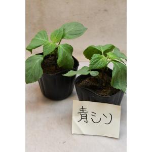 青シソ 苗 2個セット 野菜苗 家庭菜園