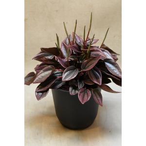 ペペロミア カイエン 4号鉢 観葉植物 コンパクト 多肉質の葉 初心者向け