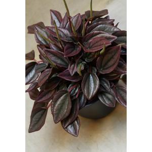 ペペロミア カイエン 4号鉢 観葉植物 コンパ...の詳細画像1