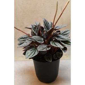 ペペロミア カラカス 4号鉢 観葉植物