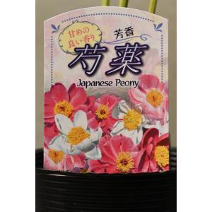 日本シャクヤク 花色不明 栽培用苗 3.5号ロングポット 芍薬