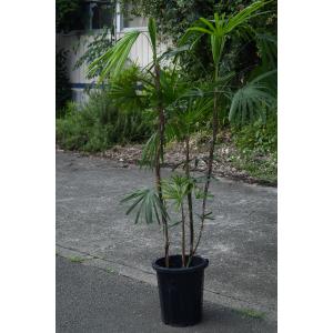 シュロチク 10号鉢 棕櫚竹 観葉植物 庭木
