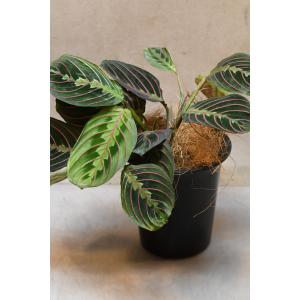 マランタ レウコネウラ 4号鉢 観葉植物の商品画像