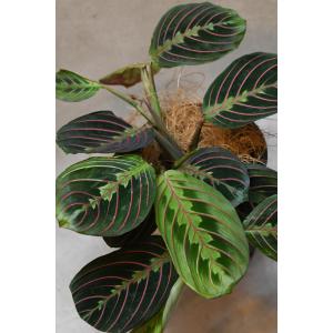 マランタ レウコネウラ 4号鉢 観葉植物の詳細画像1