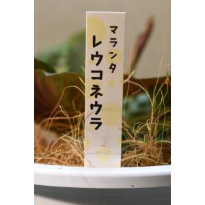 マランタ レウコネウラ 4号鉢 観葉植物の詳細画像2