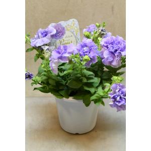 ペチュニア パニエ ライトブルー 4号鉢 花苗 ガーデニング