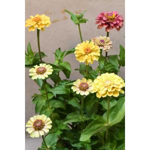 ジニア クイーン 花色おまかせ 3号ロングポッ...の詳細画像4