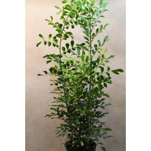 ゲッキツ(シルクジャスミン)5号鉢 観葉植物 月橘の詳細画像1