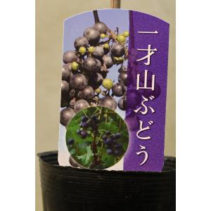 一才山ぶどう 苗木 3.5号ポット 果樹 葡萄 ブドウ