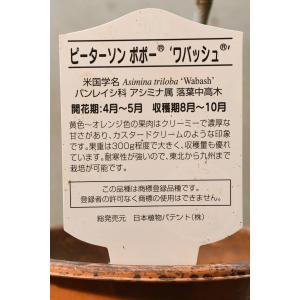 ピーターソン ポポー ワバッシュ 接木苗 5号...の詳細画像1