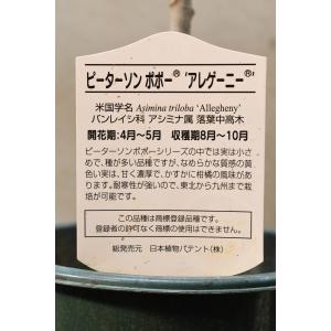 ピーターソン ポポー アレゲーニ 接木苗 5号...の詳細画像1
