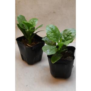 ツルムラサキ 苗 2個セット