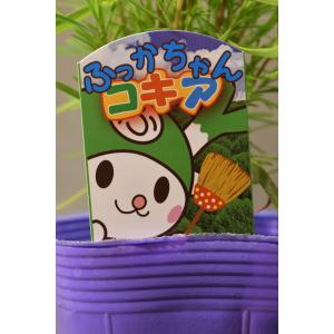 コキア 3.5号ポットの詳細画像2