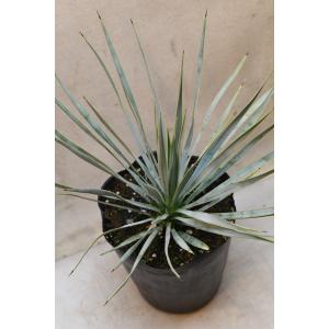 ユッカ ロストラータ 5号ポット 観葉植物の詳細画像1