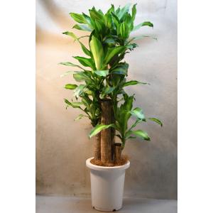ドラセナ フラグランス マッサンゲアナ(幸福の木...の商品画像
