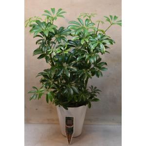シェフレラ コンパクタ 5号鉢 観葉植物