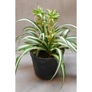 オリヅルラン 中斑 3.5号プラポット 観葉植物