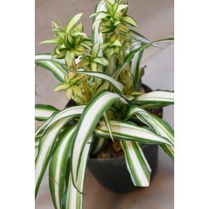 オリヅルラン 中斑 3.5号プラポット 観葉植物の詳細画像1
