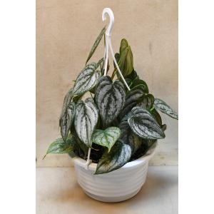 フィロデンドロン ブランティアナム 5号吊り鉢 観葉植物