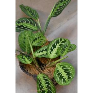 マランタ レモンライム 4号鉢 観葉植物の詳細画像1