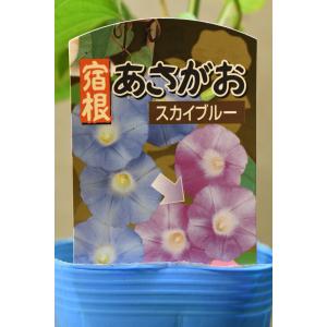 琉球アサガオ スカイブルー系 3号ロングポット...の詳細画像2