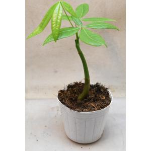 パキラ 実生苗 3号ポット 観葉植物の詳細画像1