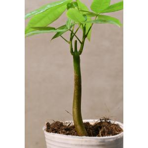 パキラ 実生苗 3号ポット 観葉植物の詳細画像3