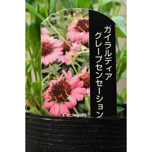 ガイラルディア グレープセンセーション 3.5号ロングポット 花苗 ガーデニング 宿根草 多花性
