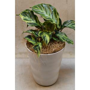 カラテア エンペラー 4.5号鉢 観葉植物