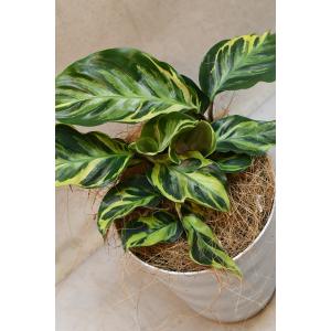 カラテア エンペラー 4.5号鉢 観葉植物の詳細画像1
