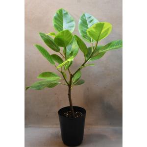 フィカス アルテシマ 5号ポット 観葉植物 ゴムの木 斑入り