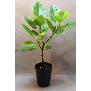 フィカス アルテシマ 5号ポット 観葉植物 ゴ...の詳細画像1