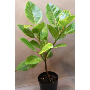 フィカス アルテシマ 5号ポット 観葉植物 ゴ...の詳細画像2
