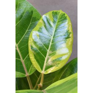 フィカス アルテシマ 5号ポット 観葉植物 ゴ...の詳細画像3