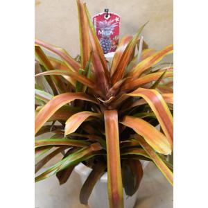 パイナップル ミラ 6号鉢 観葉植物 カラーリ...の詳細画像1