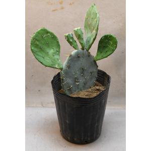 ウチワサボテン 7号ポット サボテン 多肉植物