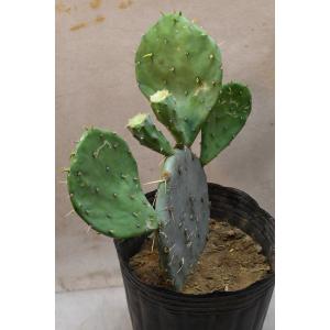ウチワサボテン 7号ポット サボテン 多肉植物の詳細画像1