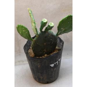 ウチワサボテン 7号ポット サボテン 多肉植物の詳細画像2