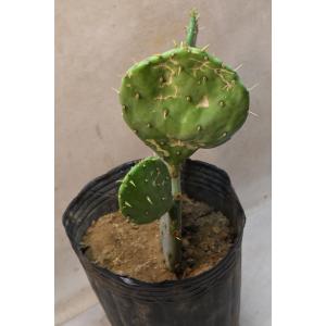 ウチワサボテン 7号ポット サボテン 多肉植物の詳細画像3