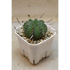 ユーフォルビア バリダ 3号ポット 多肉植物 珍奇植物 コーデックス
