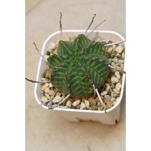 ユーフォルビア バリダ 3号ポット 多肉植物 ...の詳細画像1
