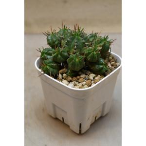 ユーフォルビア 品種不明 3号ポット 多肉植物 観葉植物