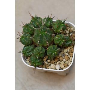 ユーフォルビア 品種不明 3号ポット 多肉植物...の詳細画像1
