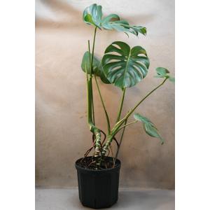 モンステラ2芽植え8号ポット観葉植物 育てやすい