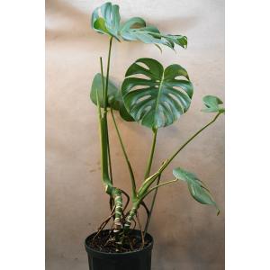 モンステラ2芽植え8号ポット観葉植物 育てやすいの詳細画像1