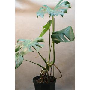 モンステラ2芽植え8号ポット観葉植物 育てやすいの詳細画像2