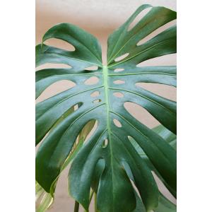 モンステラ2芽植え8号ポット観葉植物 育てやすいの詳細画像3