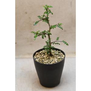 オペルクルカリア デカリー 実生株 株姿おまかせ 4号鉢 塊根植物 コーデックス 希少植物 多肉植物 盆栽